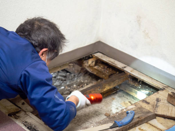 Best Office Mold Removal Services  in Groesbeck, OH