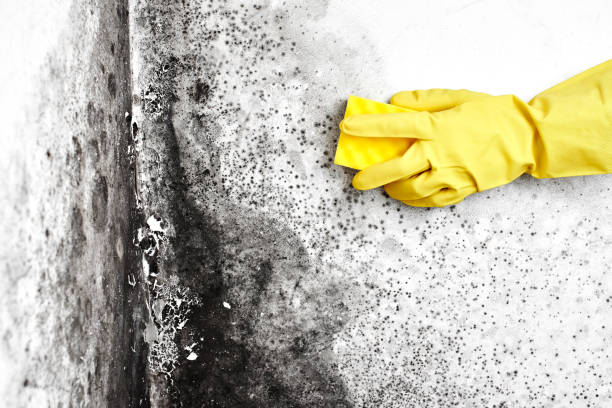 Best Toxic Mold Removal  in Groesbeck, OH