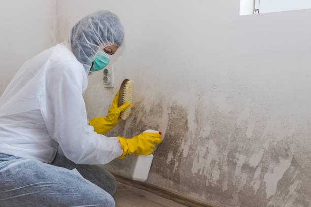 Mold Removal Process in Groesbeck, OH