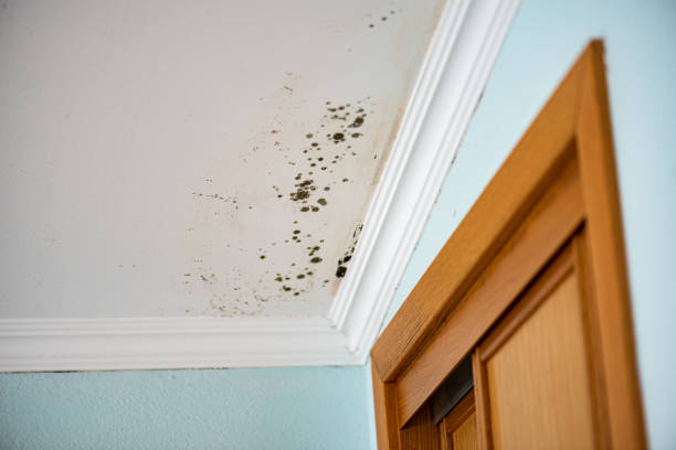 Best Best Mold Removal Companies  in Groesbeck, OH