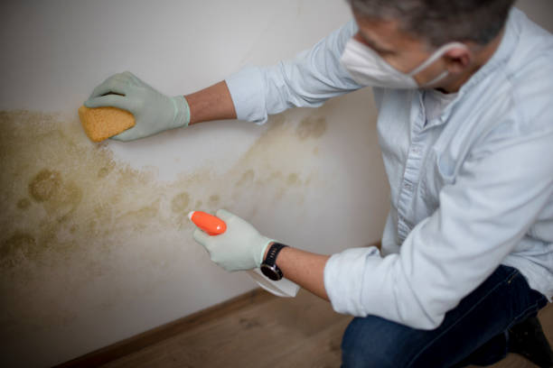 Best Mold Removal Process  in Groesbeck, OH