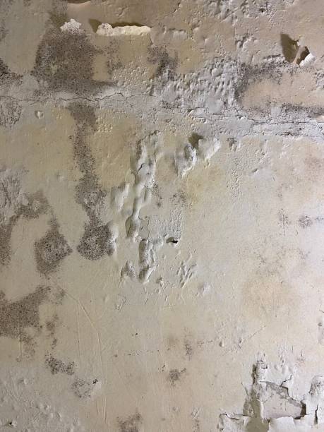 Best Affordable Mold Removal  in Groesbeck, OH