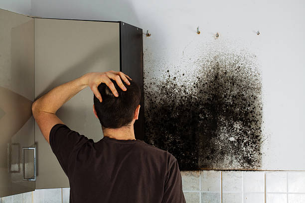 Best Mold Testing  in Groesbeck, OH