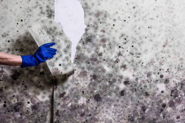 Best Home Mold Removal  in Groesbeck, OH