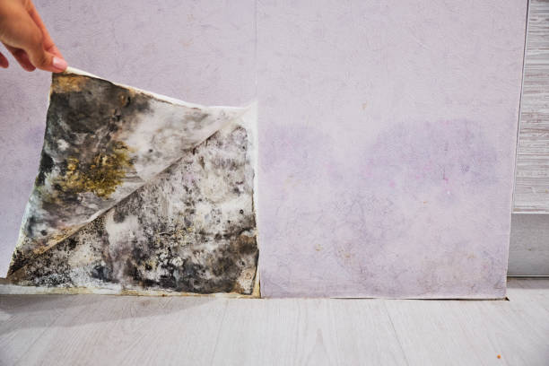 Reliable Groesbeck, OH Mold Removal Solutions